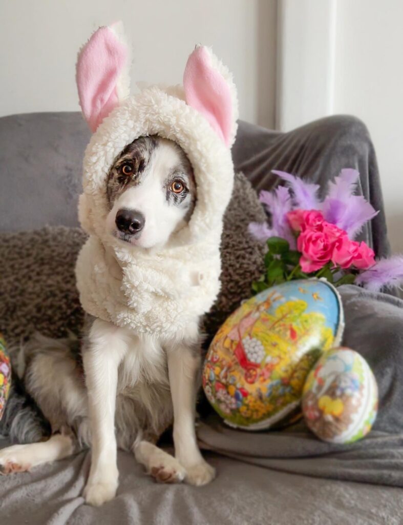 Vallhund i soffa med vit mössa med rosa kaninöron