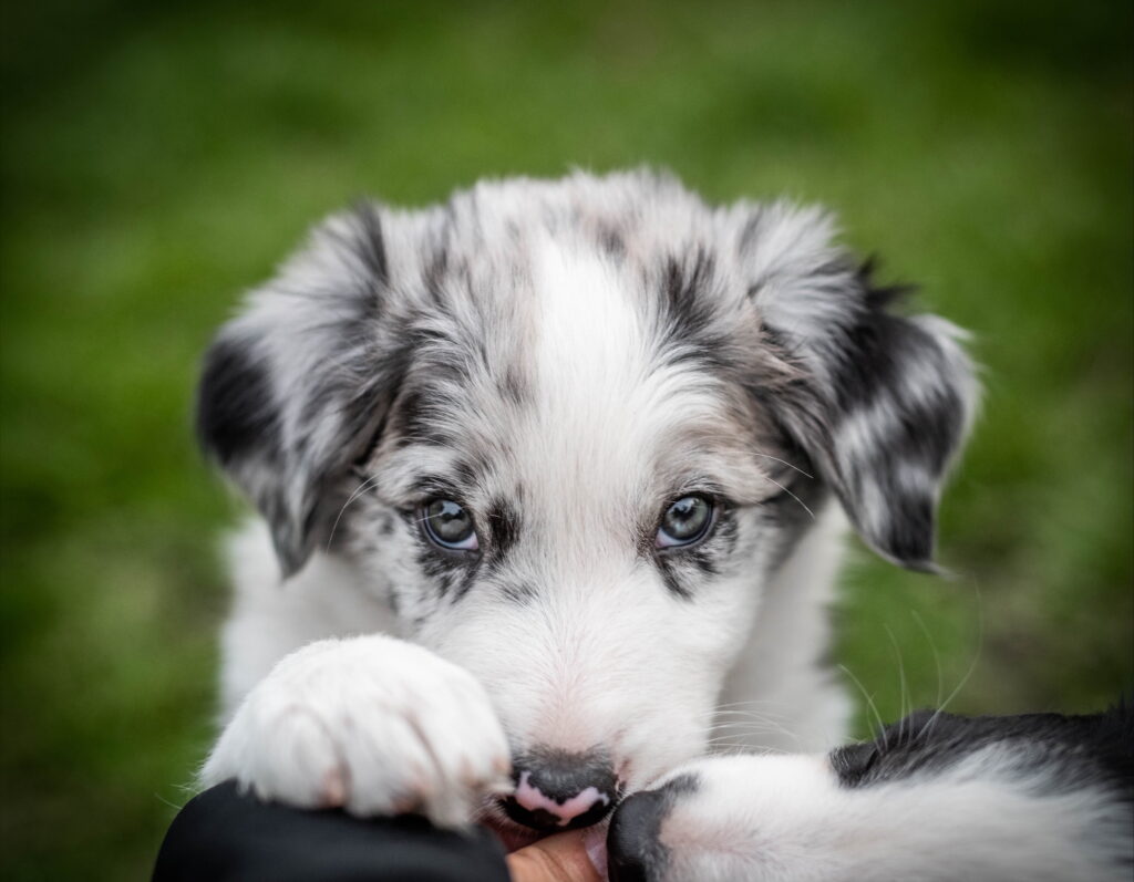 Blue merle-valp som tittar in i kameran