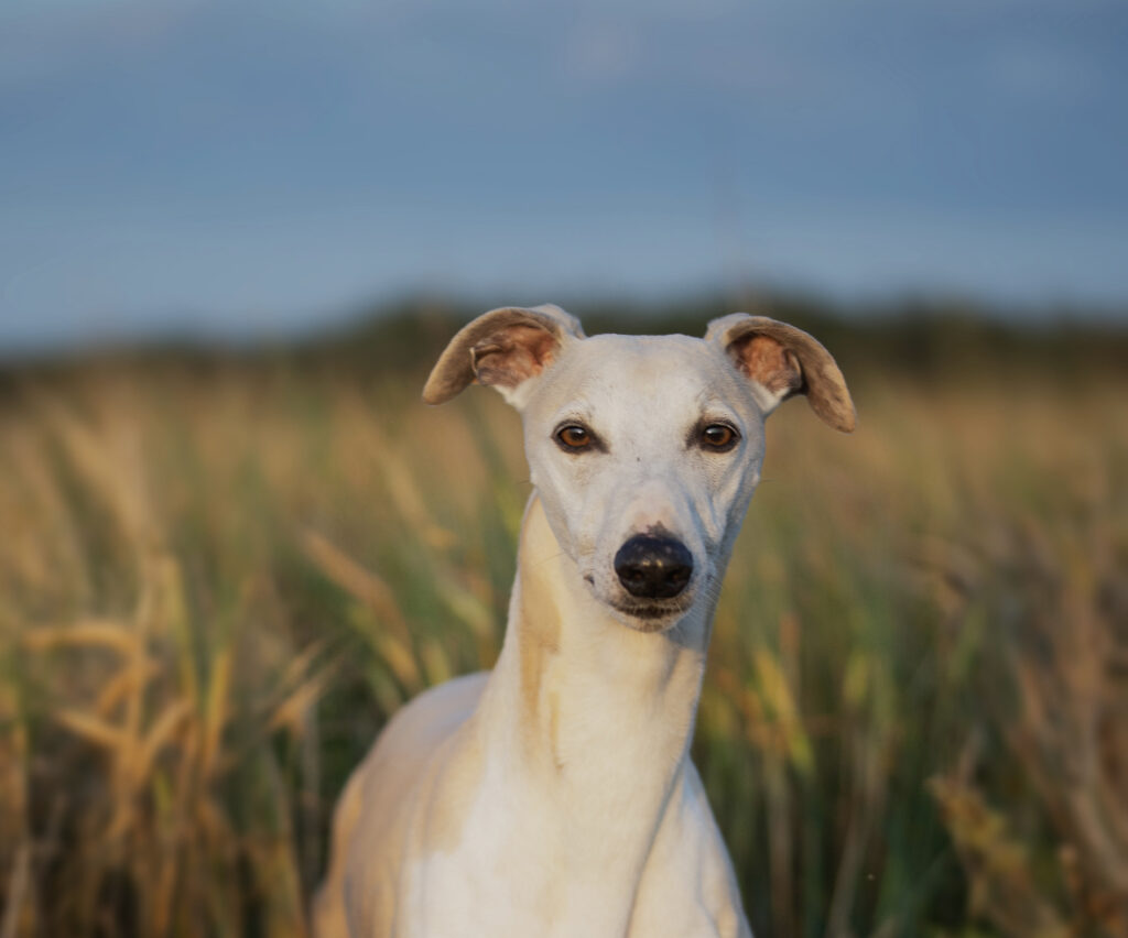 Whippet som står på en åker under klarblå himmel